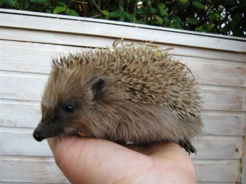 Untergewichtiger Igel