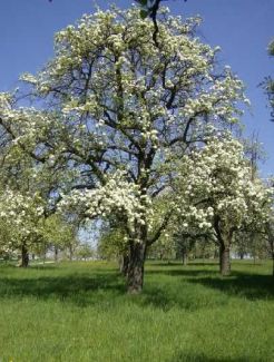 Birnbaum im Gewann Lachenwiesen in Sielmingen